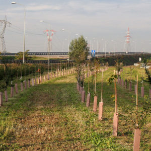 Compensazione-ambientale-05