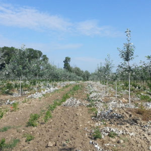 Potatura pioppeto