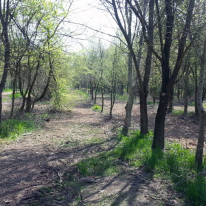 Manutenzione forestale