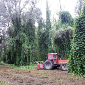 Pulizia con fresa forestale