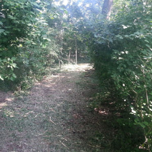 Pulizia percorsi forestali