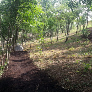 Manutenzione bosco di collina