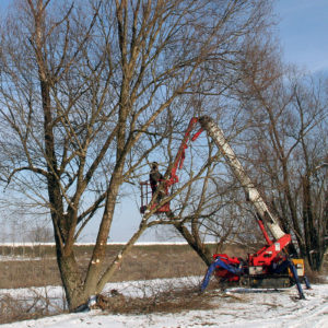 anutenzione fasce arboree in ambito forestale