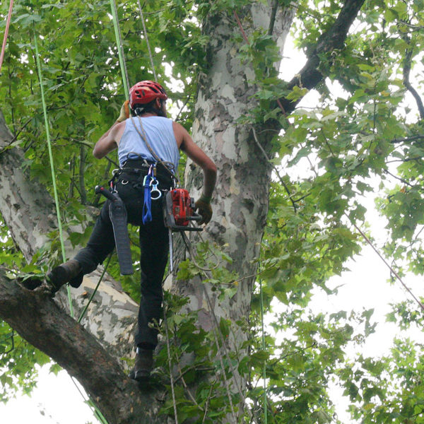 Interventi in Tree climbing