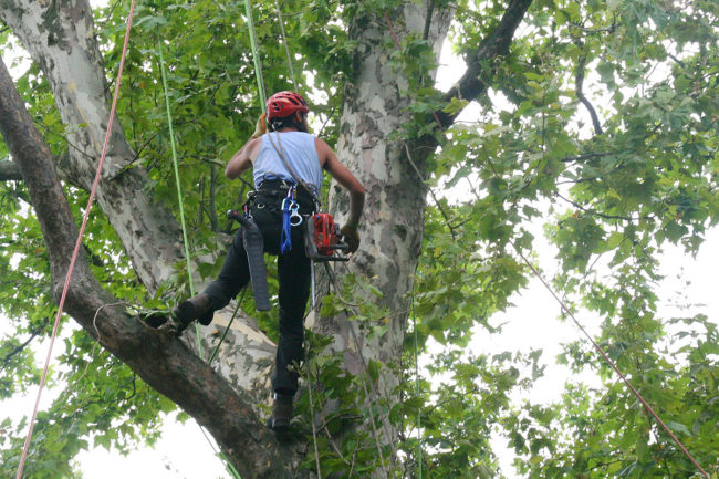 Interventi in Tree climbing