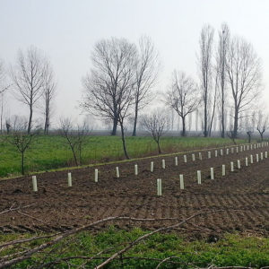 Mitigazione-ambientale-05