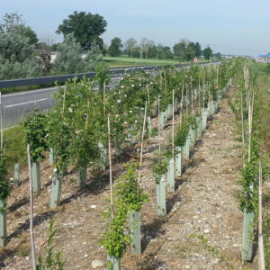 Tangenziale Paullese – Crema (CR)