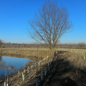 Cava Caselli – Tabellano di Suzzara