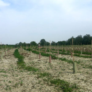 Isola Tripoli – Suzzara (MN)