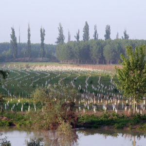 Isola Vallotto – Fossacaprara di Casalmaggiore (CR)