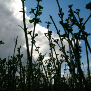 Materiale da riforestazione