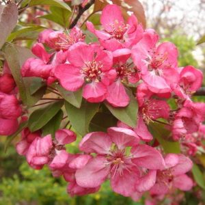 Malus coccinea ‘Courtarou’ Malus coccinea 'Courtarou'