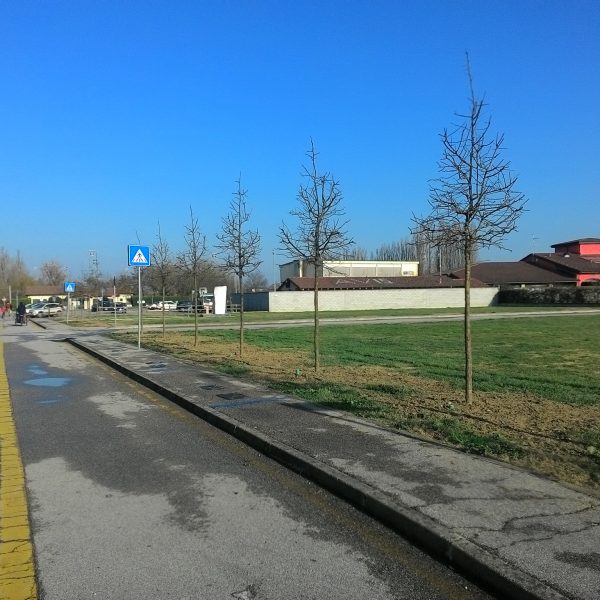 filare pomi 02 filare pomi 02