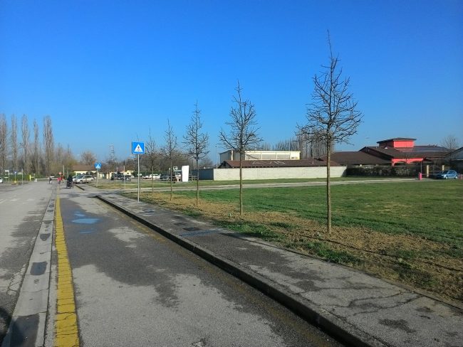 filare pomi 02